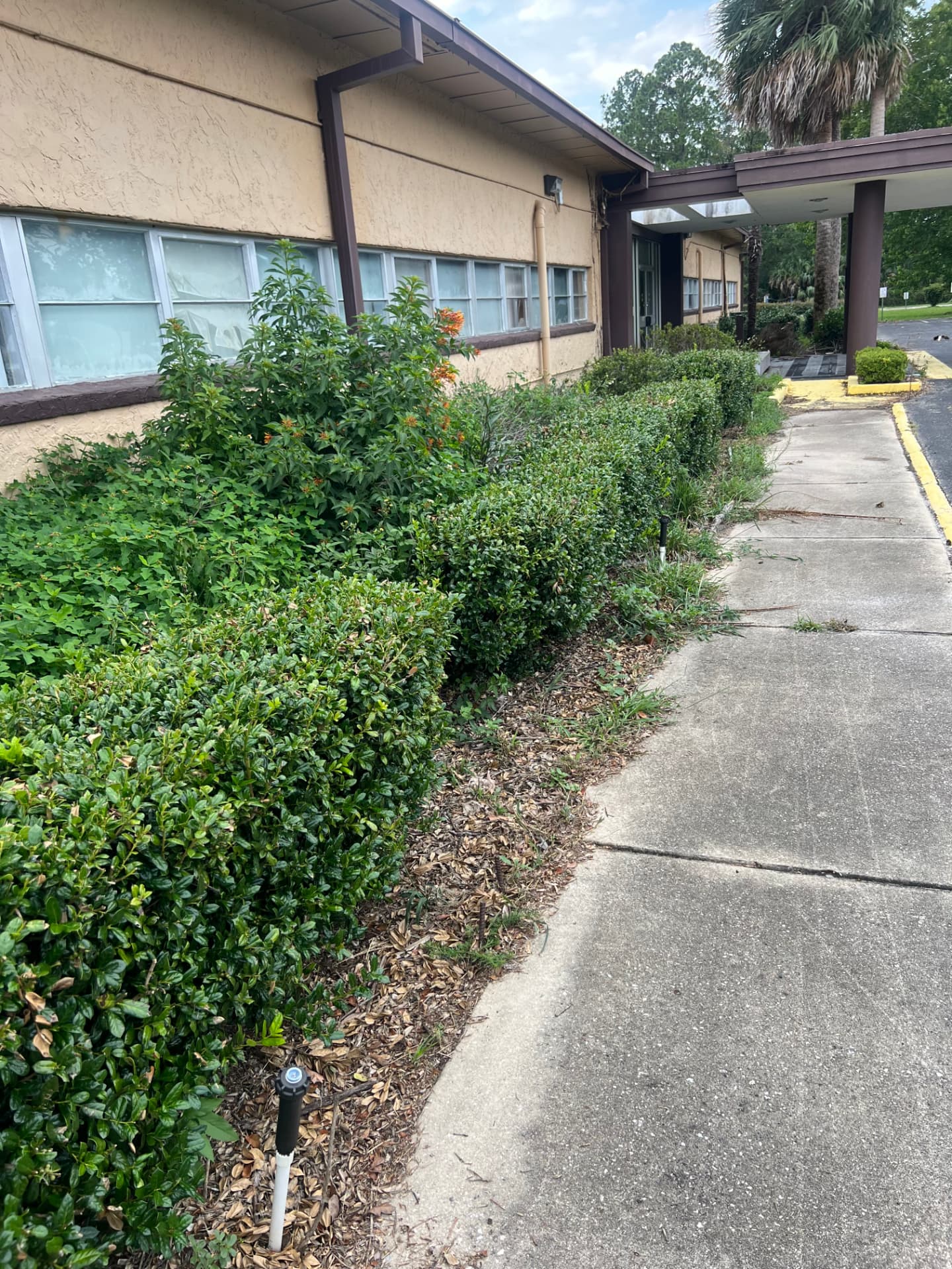 Overgrown hedges and thin, weedy mulch beds along the building walkway before service