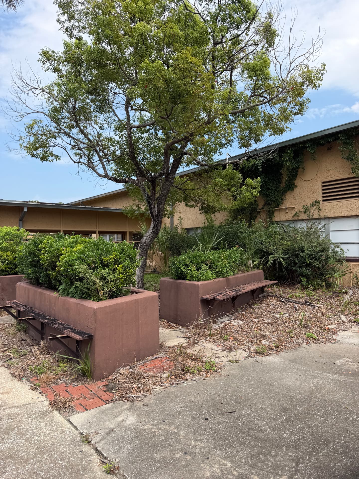 Courtyard planters overgrown and covered in leaf litter and fallen debris before cleanup