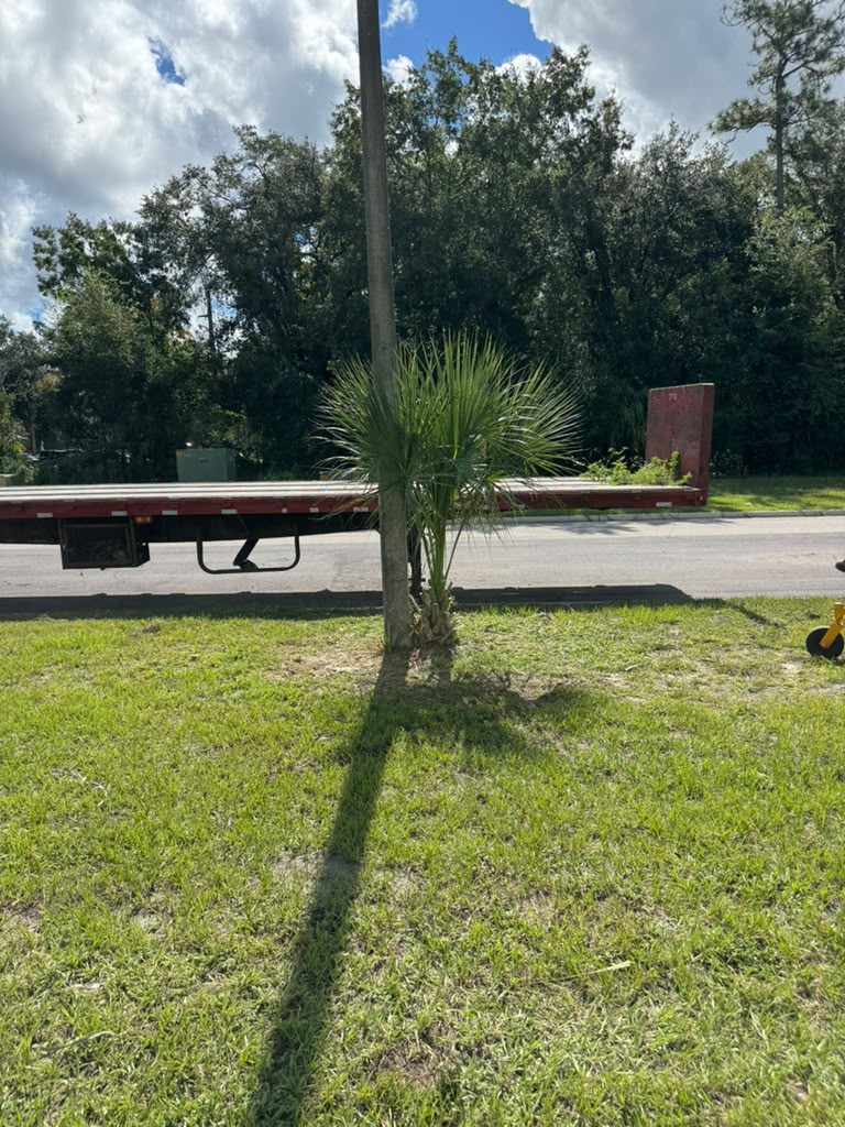 The same roadside area cleared and the palm shaped after trimming