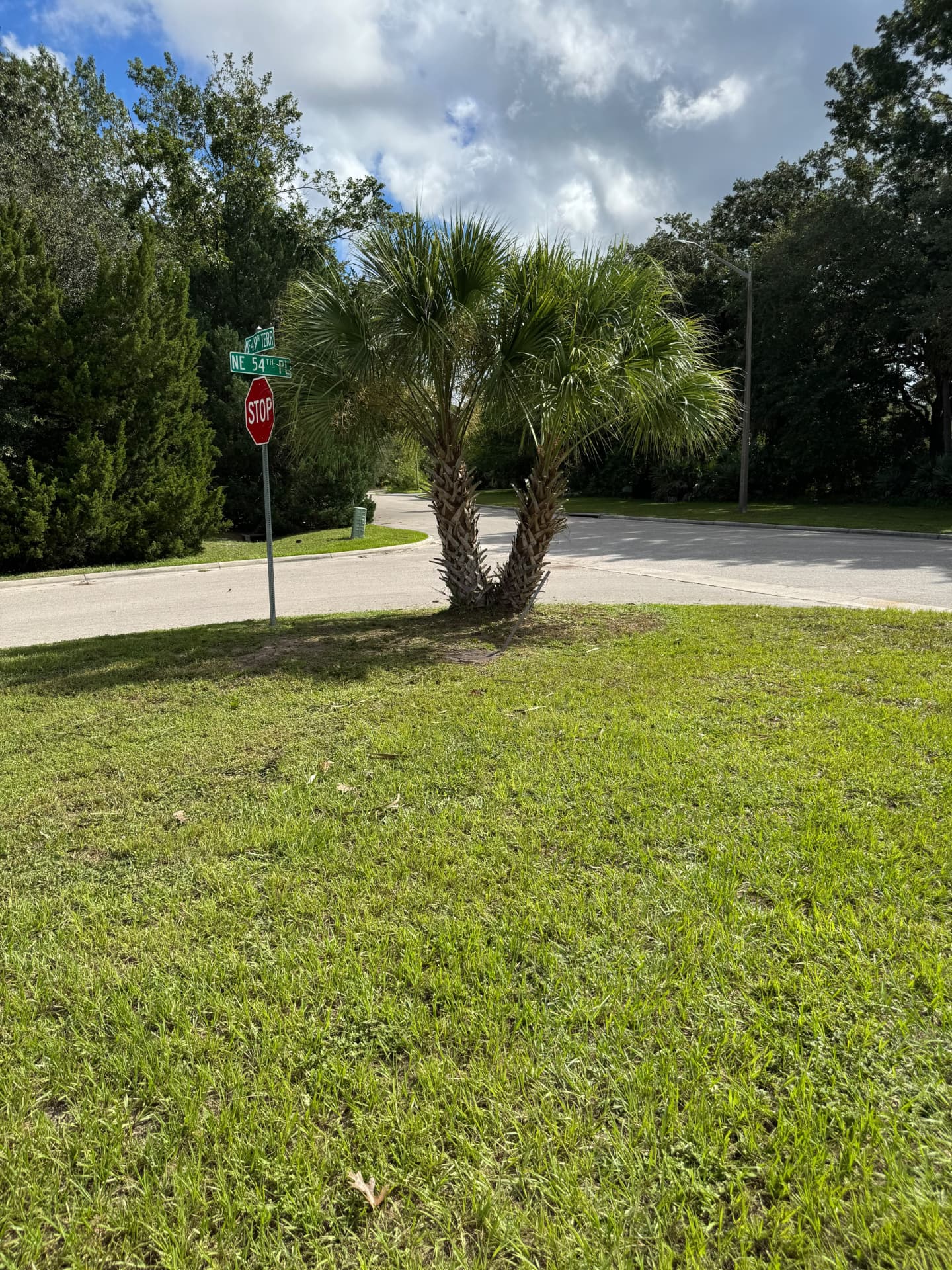 The same palm cleanly trimmed with the street sign fully visible after service