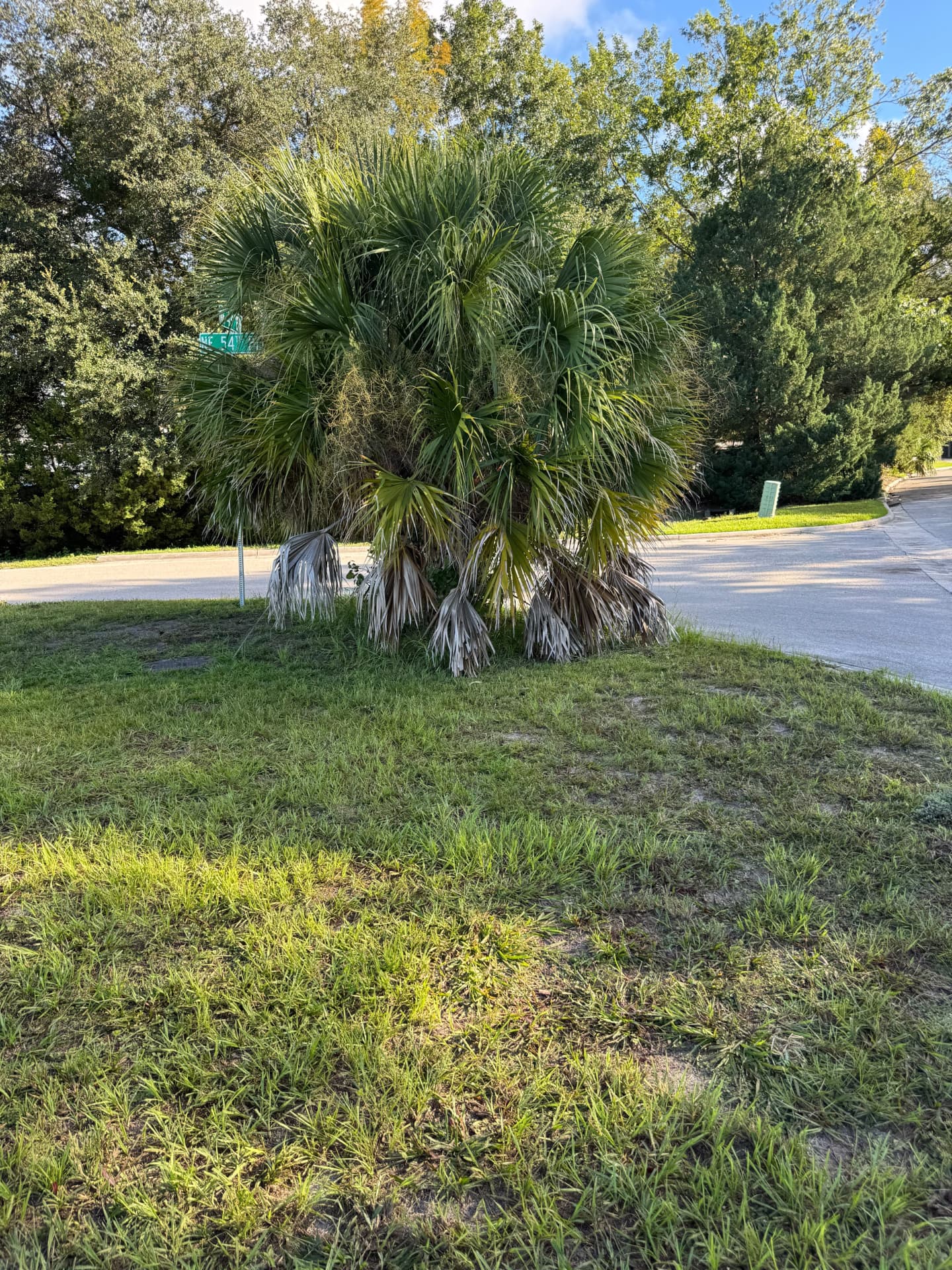 Palm with dead, hanging fronds crowding a street sign before trimming