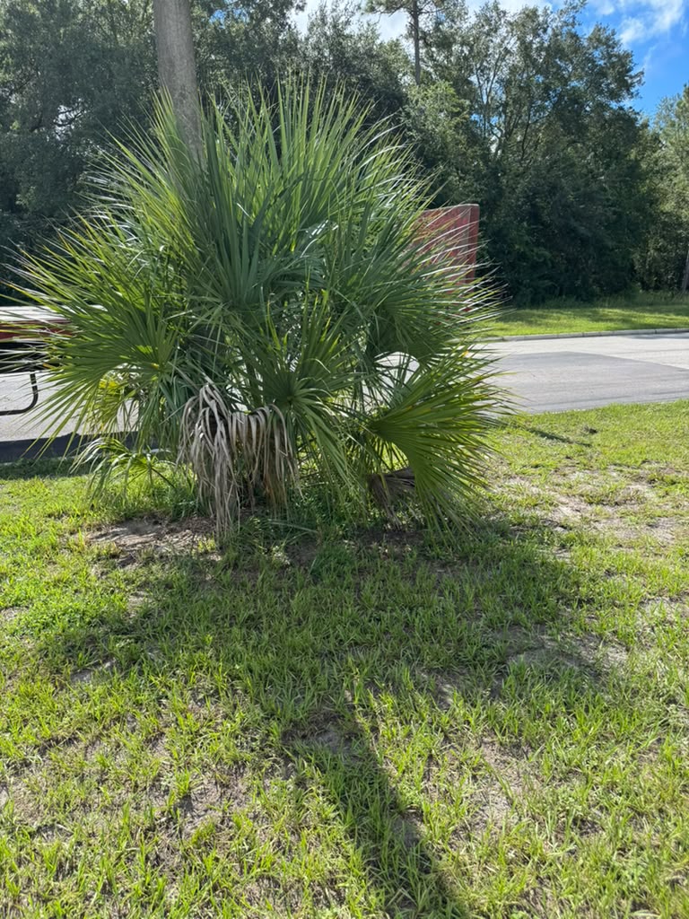 Overgrown palm blocking a roadside sign before trimming
